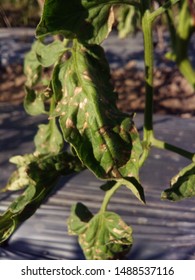 Gray Leaf Spot Causal Agents Stemphylium  Sp. Tomato Disease