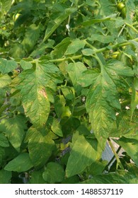 Gray Leaf Spot Causal Agents Stemphylium  Sp. Tomato Disease