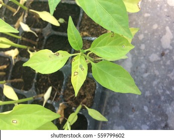 Gray Leaf Spot Disease On Pepper Seedling