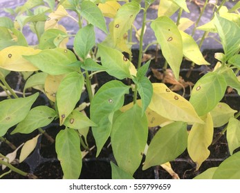 Gray Leaf Spot Disease On Pepper Seedling