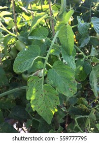 Gray Leaf Spot On Tomato Caused By Stemphylium Spp.