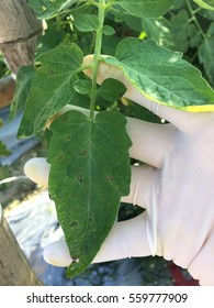 Gray Leaf Spot On Tomato Caused By Stemphylium Spp.