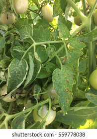 Gray Leaf Spot On Tomato Caused By Stemphylium Spp.