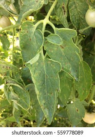 Gray Leaf Spot On Tomato Caused By Stemphylium Spp.