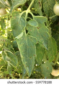 Gray Leaf Spot On Tomato Caused By Stemphylium Spp.