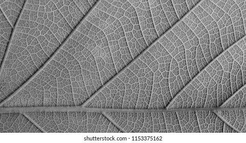 Gray Leaf Texture Stock Photo 750805228 | Shutterstock