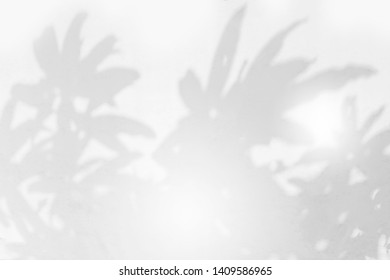 Gray leaves shadow pattern on white wall texture abstract background, black and white, monochrome, nature art on wall