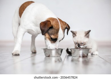 Gray little cat and dog eating together from bowls indoors. Kitten and puppy at home. Fluffy friends - Shutterstock ID 2036457824
