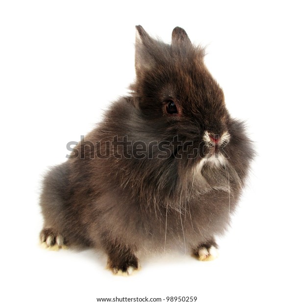 Gray Long Haired Bunny Rabbit Stock Photo Edit Now 98950259