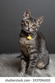 light gray mackerel tabby cat