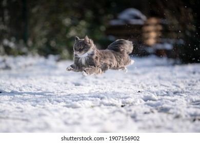 gray maine coon cat running on snow at high speed flying in mid air