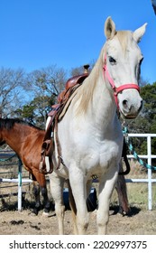 Gray Mare And Tack With Blue Sky