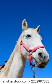 Gray Mare And Tack With Blue Sky