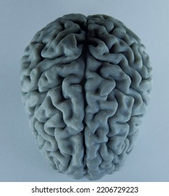 Gray Matter In Our Brain, 3D Printed Brain