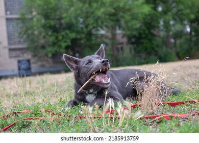 Gray Mestizo Dog Playing With A Stick With White Spots On The Field