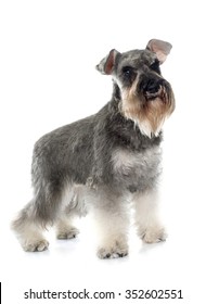 Gray Miniature Schnauzer Front White Background Stock Photo 352602551 ...