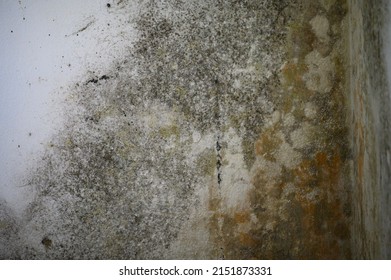 Gray mold and fungus on the wall of the room, the effects of high and excessive humidity in the room, the wall with the fungus.