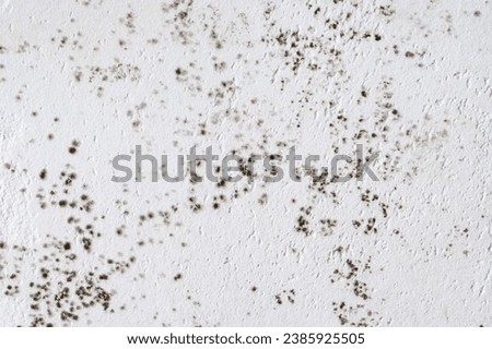 Gray mold and fungus on the wall of the room, the effects of high and excessive humidity in the room, the wall with the fungus.