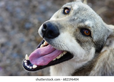 Gray mongrel dog