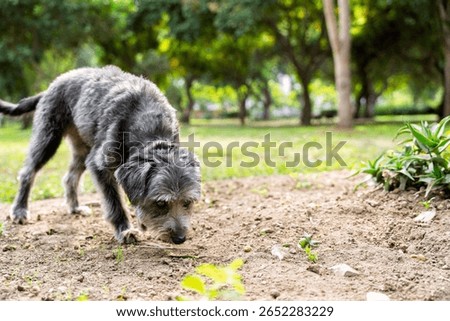 Gray mongrel dog happily exploring scents in a park, enjoying the warmth of a sunny day surrounded by grass and trees