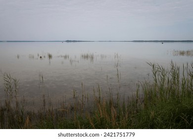 Gray morning on a picturesque lake. Clear, calm water and reeds in shallow water