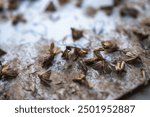 gray moth clinging to a sticky surface, close-up view, selective focus. Destruction of moths