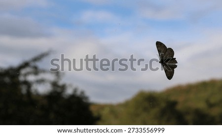 Gray moth sitting on a window glass, view from the bottom back side, against a blurred background of a bright summer green garden and blue sky, a single insect with wings, a butterfly on a transparent surface