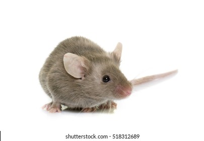 gray mouse in front of white background