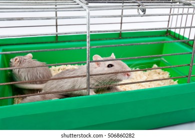 Gray Mouse Gerbil And Cell Cage