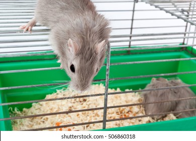 Gray Mouse Gerbil And Cell Cage