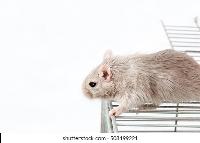 Gray Mouse Gerbil And Cell Cage