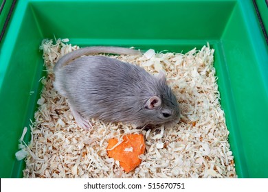 Gray Mouse Gerbil And Cell Cage