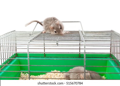 Gray Mouse Gerbil And Cell Cage