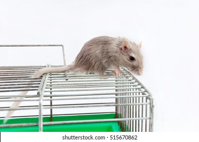 Gray Mouse Gerbil And Cell Cage