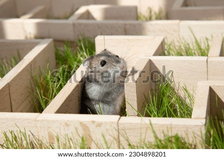 The gray mouse got lost in the maze. The Dzungarian hamster is looking for a way out in a maze on the green grass. The muzzle of a curious rodent Conceptual: to find a way out in a difficult situation