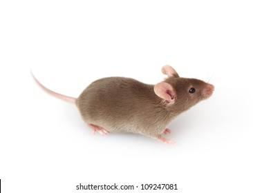 Souris Grise Stock Photos Images Photography Shutterstock