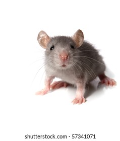 gray mouse isolated on white background