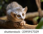 Gray mouse lemur (Microcebus murinus) close up view