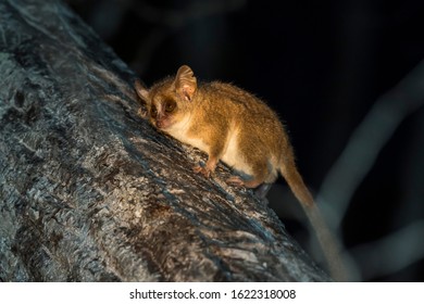 Gray Mouse Lemur (Microcebus Murinus), Madagascar