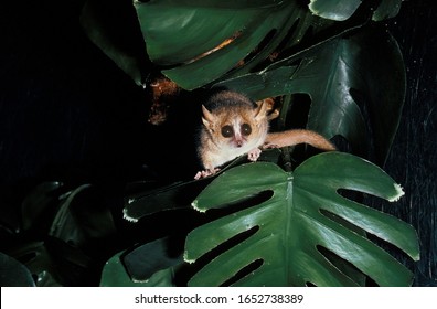 Gray Mouse Lemur, Microcebus Murinus  