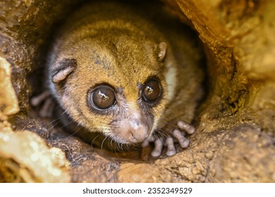 A gray mouse lemur (Microcebus murinus)