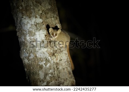 
Gray mouse lemur, Microcebus murinus, very small, nocturnal lemur on a tree trunk, with huge ears and eyes, endemic to Madagascar.