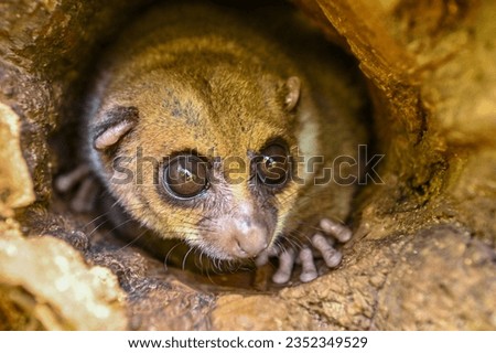 A gray mouse lemur (Microcebus murinus)
