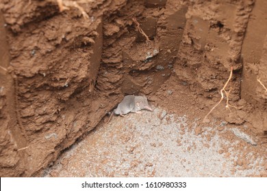 A Gray Mouse With A Long Nose Stuck In A Meter-deep Hole With A Concrete Bottom. Hole For A Concrete Foundation In Clay Ground. Building Foundations For Building A Reservoir For A Family House