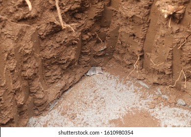 A Gray Mouse With A Long Nose Stuck In A Meter-deep Hole With A Concrete Bottom. Hole For A Concrete Foundation In Clay Ground. Building Foundations For Building A Reservoir For A Family House.