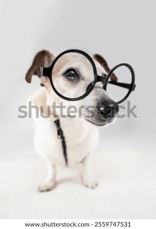 gray muzzle elderly dog looks away with suspicion and disdain wearing warm warm jacket clothes with black zipper and round glasses sitting white background studio shot. funny judgmental look emotions
