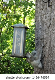 Gray Northern Squirrel Being Goofy At The Feeder.