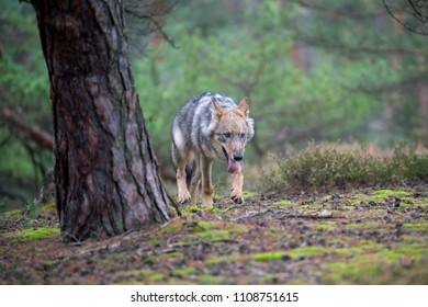 Gray (or Grey) Wolves (Canis lupus) in the Bayerischer Wald National Park in Bavaria, Germany Alaska czech republic