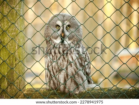 Gray owl on a branch in a cage. Bird at the zoo. Wild hunter bird owl behind bars.
