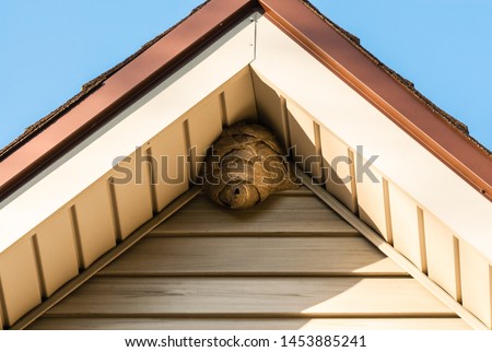 Gray paper wasp nest in corner of triangular roof attached to aluminium siding, bordered by brown roof edge, against blue sky in corners.